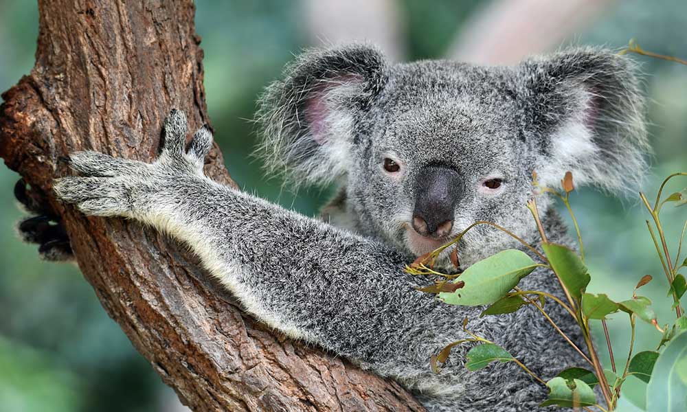 What The Koala Bear Symbolizes: Spiritual Meaning, In Dreams & More - Om  Your Energy