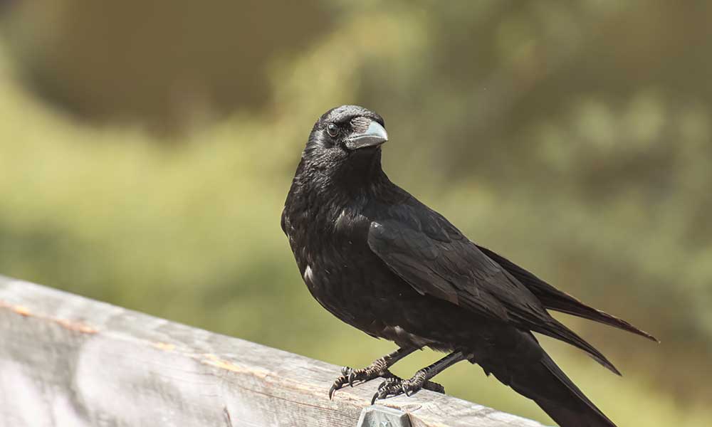 The Spiritual Meaning of the Crow As Your Spirit Animal - Om Your Energy