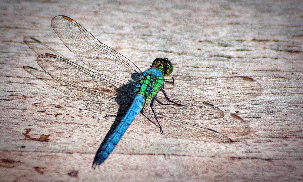 What The Dragonfly Symbolizes: Spiritual Meaning, In Dreams & More - Om  Your Energy