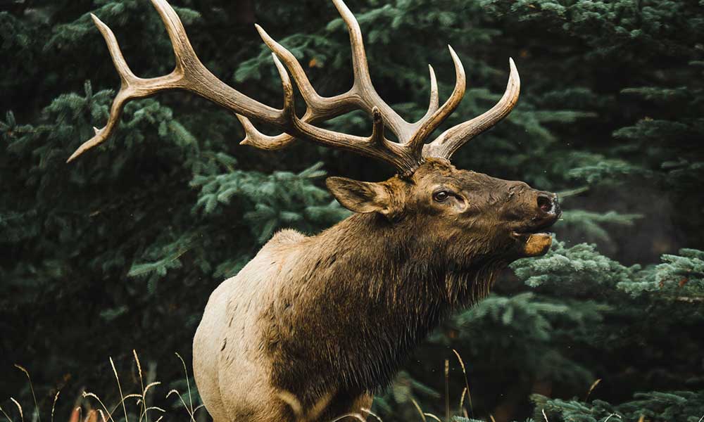 What The Elk Symbolizes: Spiritual Meaning, In Dreams & More - Om Your  Energy
