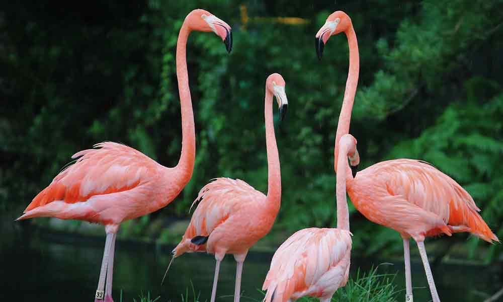 What The Flamingo Symbolizes: Spiritual Meaning, In Dreams & More - Om Your  Energy