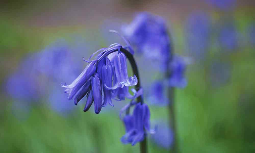 Bluebell Flowers Meaning Symbolism
