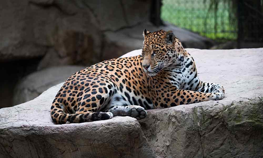 The Spiritual Meaning of the Jaguar As Your Spirit Animal - Om Your Energy