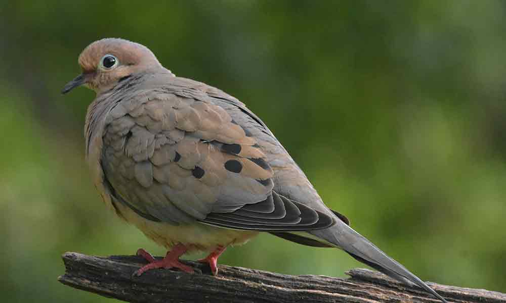 What Does Mourning Dove Symbolize