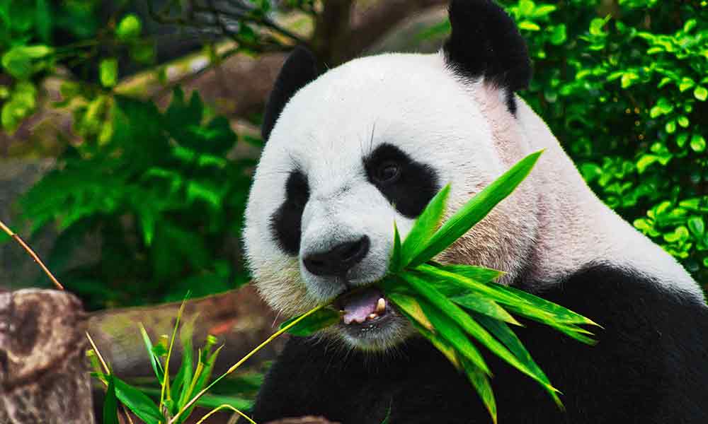 What The Panda Symbolizes: Spiritual Meaning, In Dreams & More - Om Your  Energy