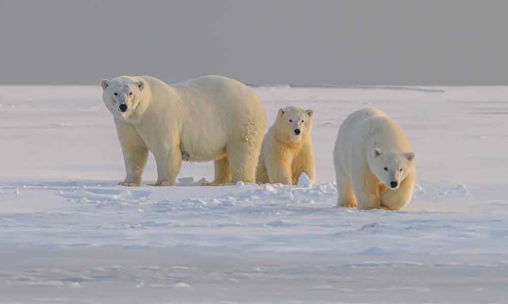 Polar Bear  Cosmic Animal Meanings, Messages & Dreams