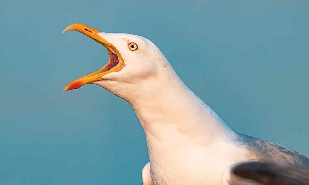 What The Seagull Symbolizes: Spiritual Meaning, In Dreams & More - Om Your  Energy