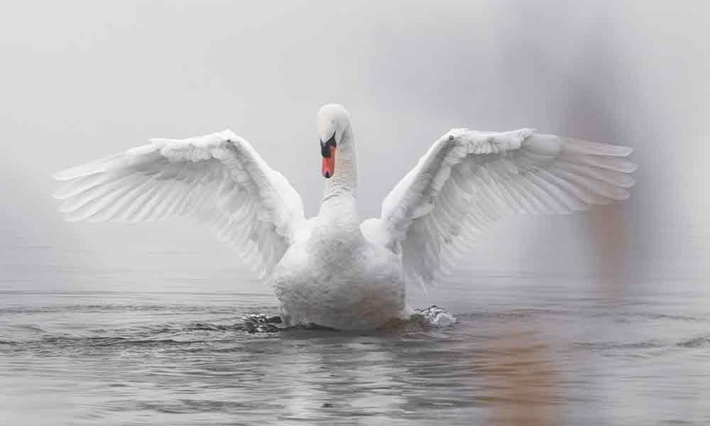 what-the-swan-symbolizes-spiritual-meaning-in-dreams-more-om-your