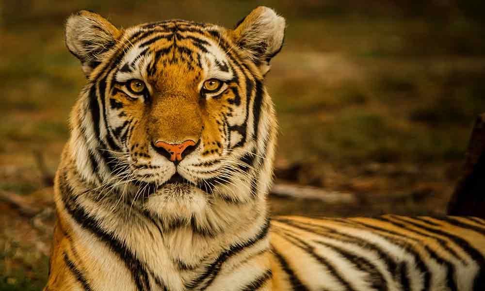What The Tiger Symbolizes: Spiritual Meaning, In Dreams & More - Om Your  Energy