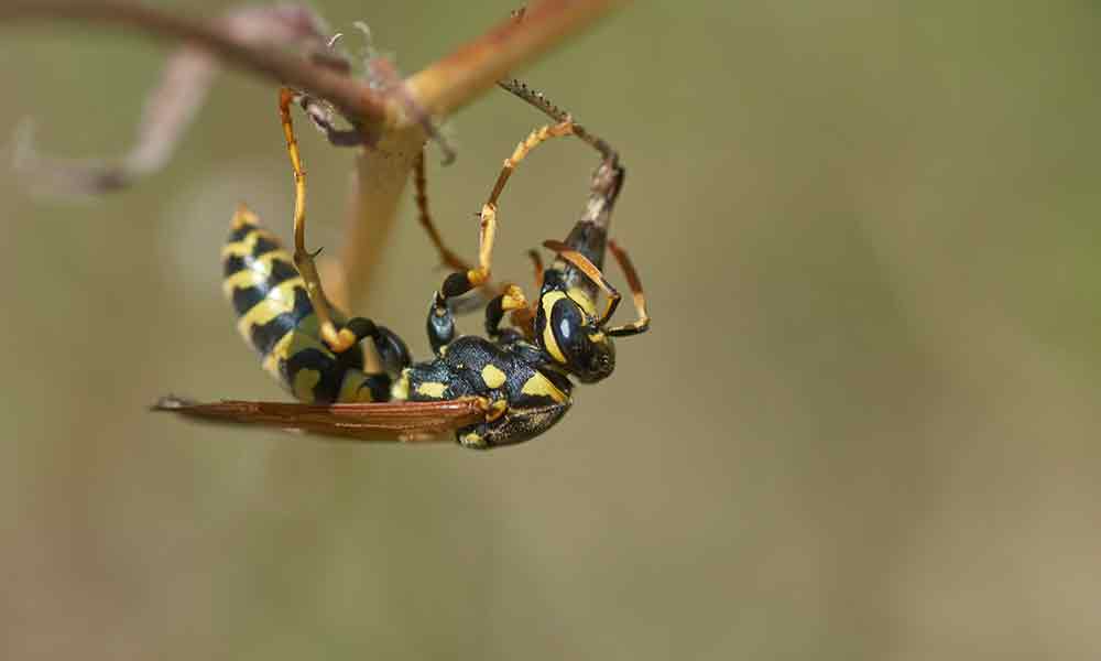 The Spiritual Meaning of the Wasp As Your Spirit Animal - Om Your Energy