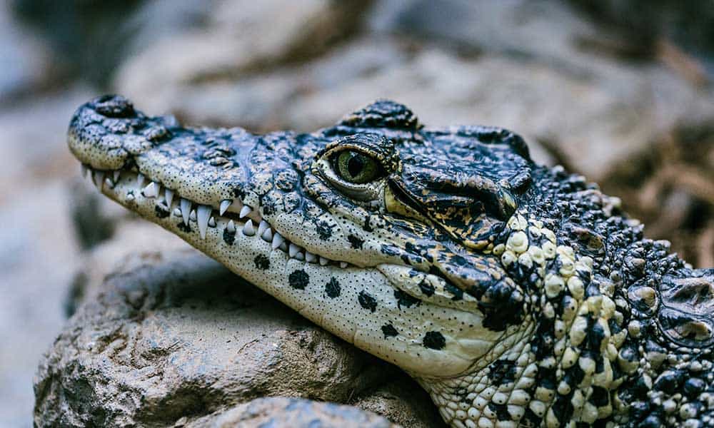 The Spiritual Meaning of the Alligator As Your Spirit Animal - Om Your  Energy