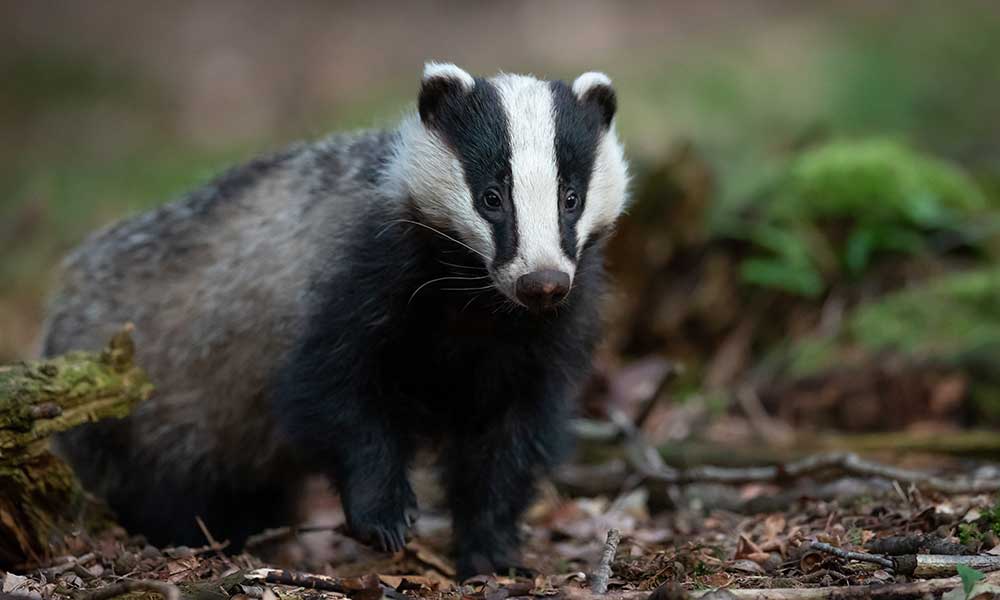 Spiritual Meaning Of Badgers