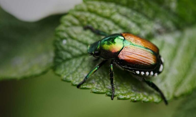 what-the-beetle-symbolizes-spiritual-meaning-in-dreams-more-om