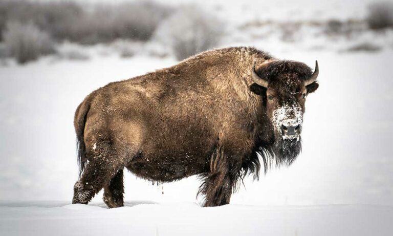 What The Buffalo Symbolizes: Spiritual Meaning, In Dreams & More - Om ...