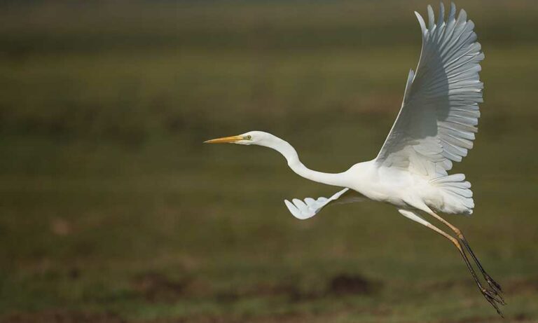 what-the-crane-symbolizes-spiritual-meaning-in-dreams-more-om