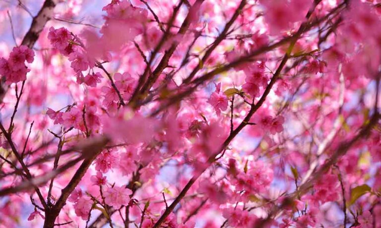 Cherry Blossom Flowers Meaning & Symbolism - Om Your Energy