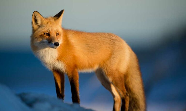 what-the-fox-symbolizes-spiritual-meaning-in-dreams-more-om-your