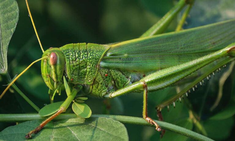 what-the-grasshopper-symbolizes-spiritual-meaning-in-dreams-more