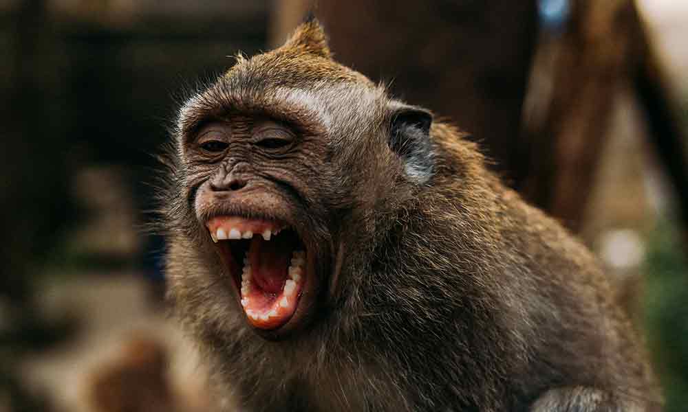 What The Monkey Symbolizes Spiritual Meaning In Dreams And More Om