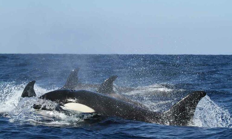 what-the-orca-symbolizes-spiritual-meaning-in-dreams-more-om-your-energy