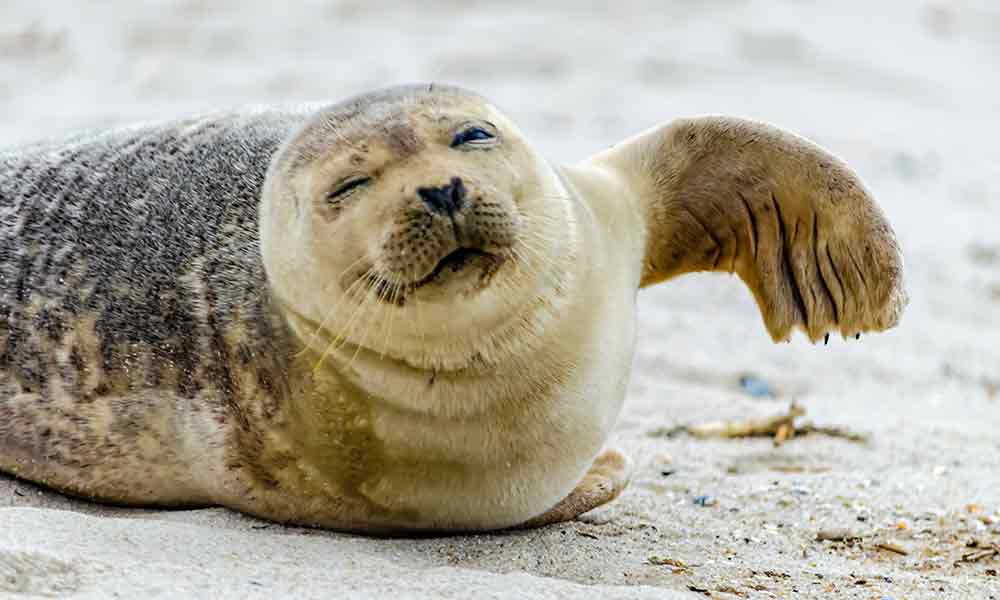 Baby Seal Spiritual Meaning