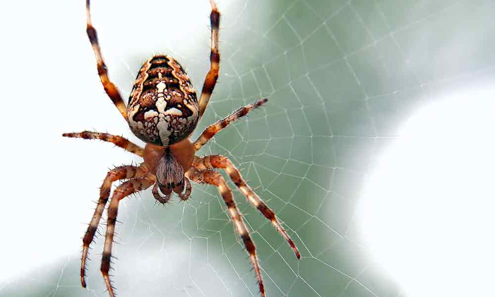 spider-hanging-from-ceiling-meaning-shelly-lighting